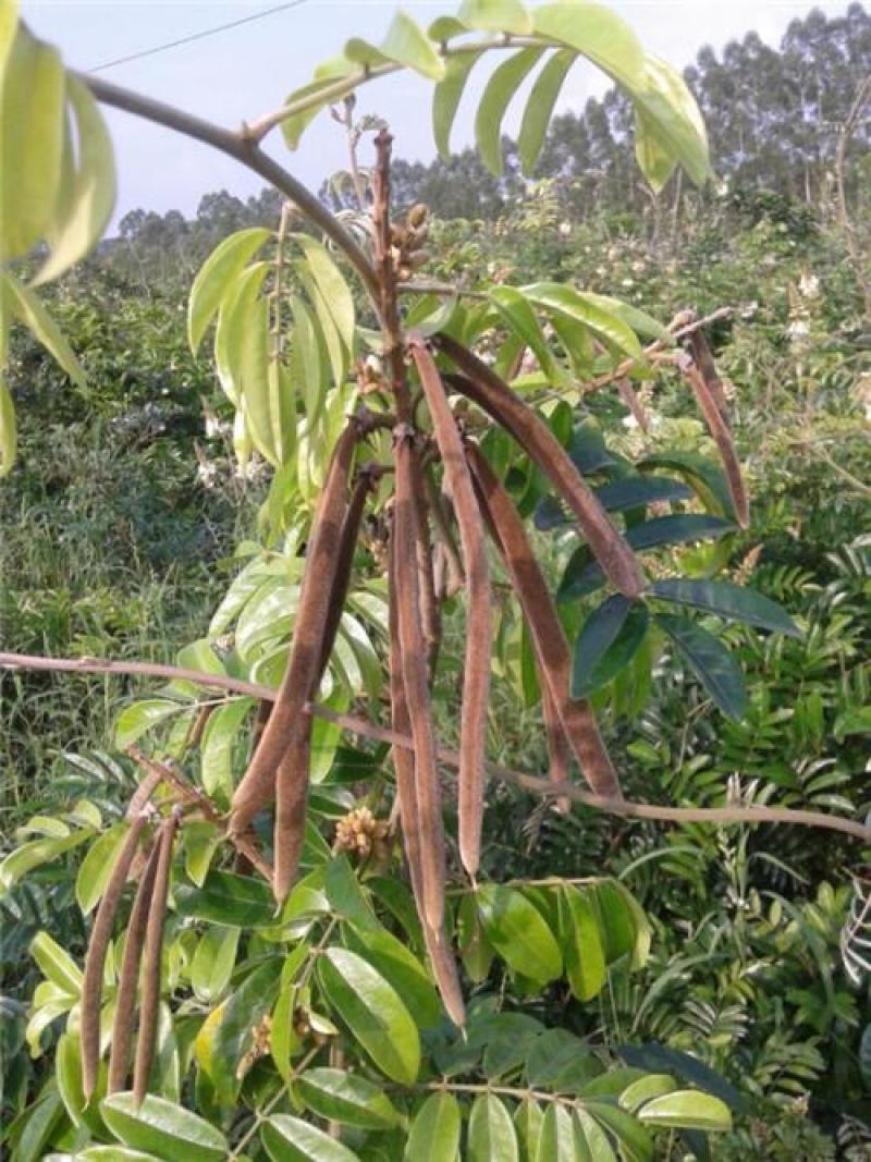 新采野生牛大力种子大力薯小叶细叶中叶大叶牛大力种籽
