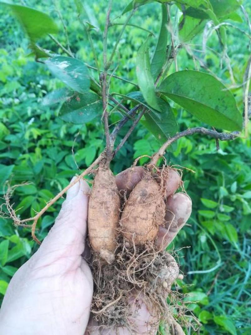 新采野生牛大力种子大力薯小叶细叶中叶大叶牛大力种籽