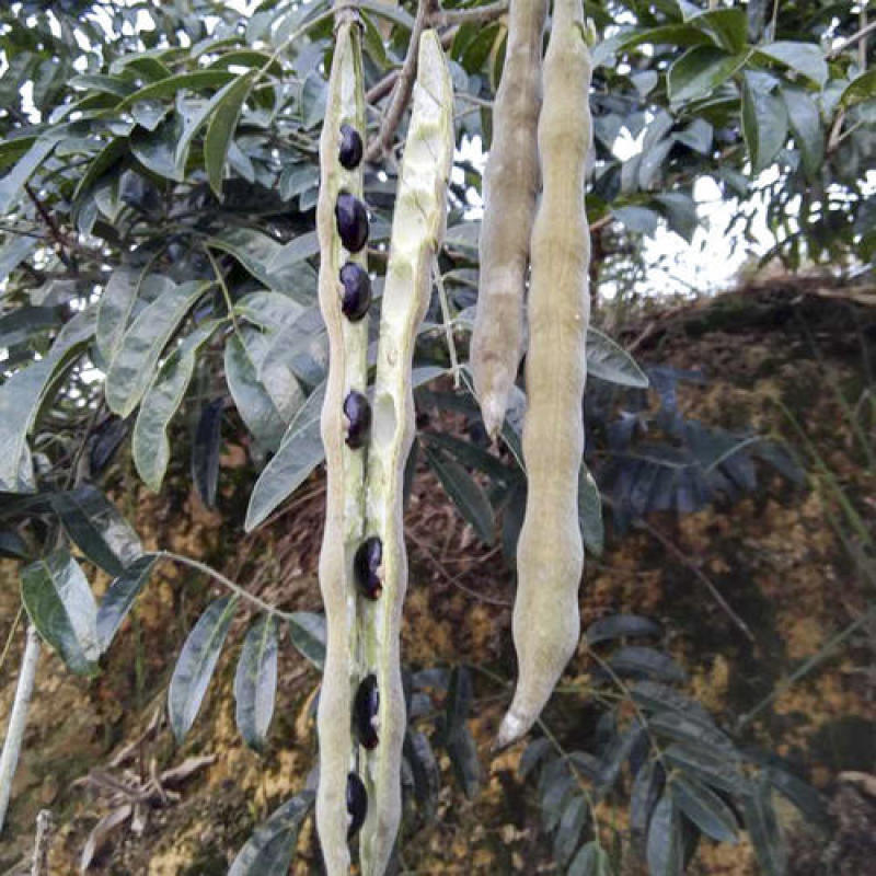 新采野生牛大力种子大力薯小叶细叶中叶大叶牛大力种籽