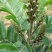 新采野生牛大力种子大力薯小叶细叶中叶大叶牛大力种籽