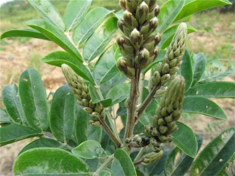 新采野生牛大力种子大力薯小叶细叶中叶大叶牛大力种籽