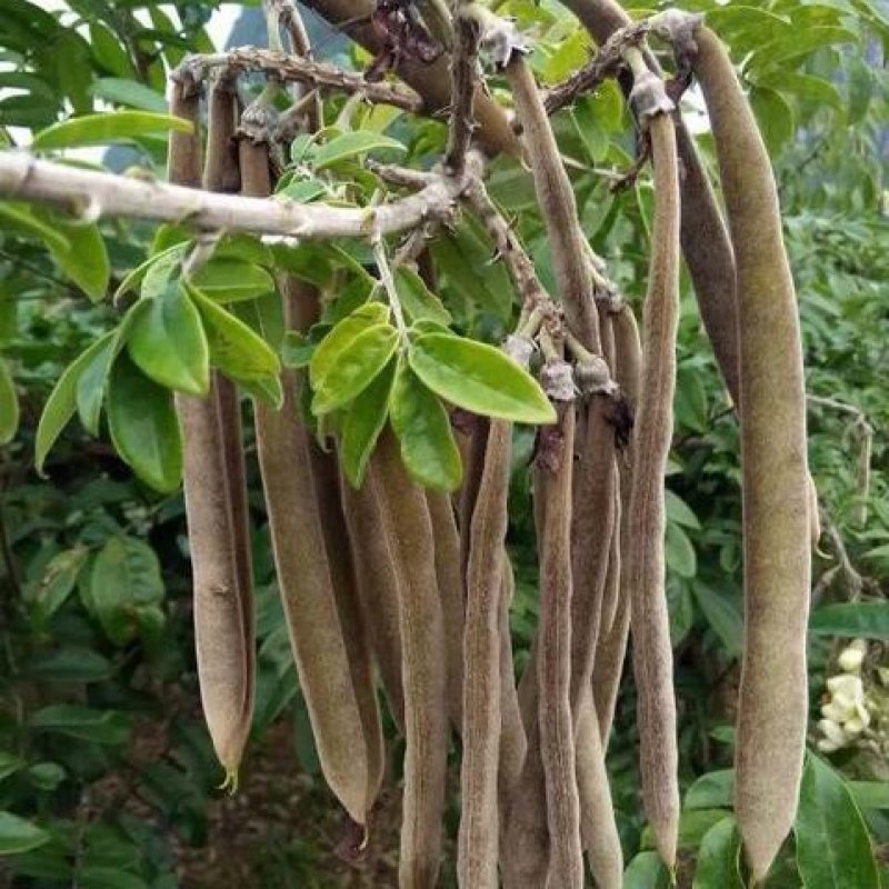 新采野生牛大力种子大力薯小叶细叶中叶大叶牛大力种籽