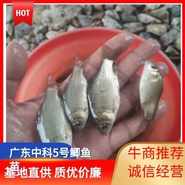 中科5号鲫鱼苗，东北鲫，圆头鲫，工程鲫，彭泽鲫，包邮