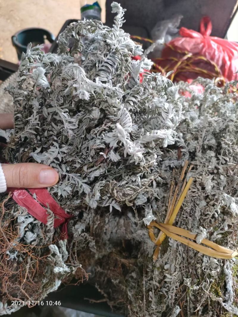 鹿茸草！干货！！鹿茸草！鹿茸草现货！！抓紧时间，需要联系