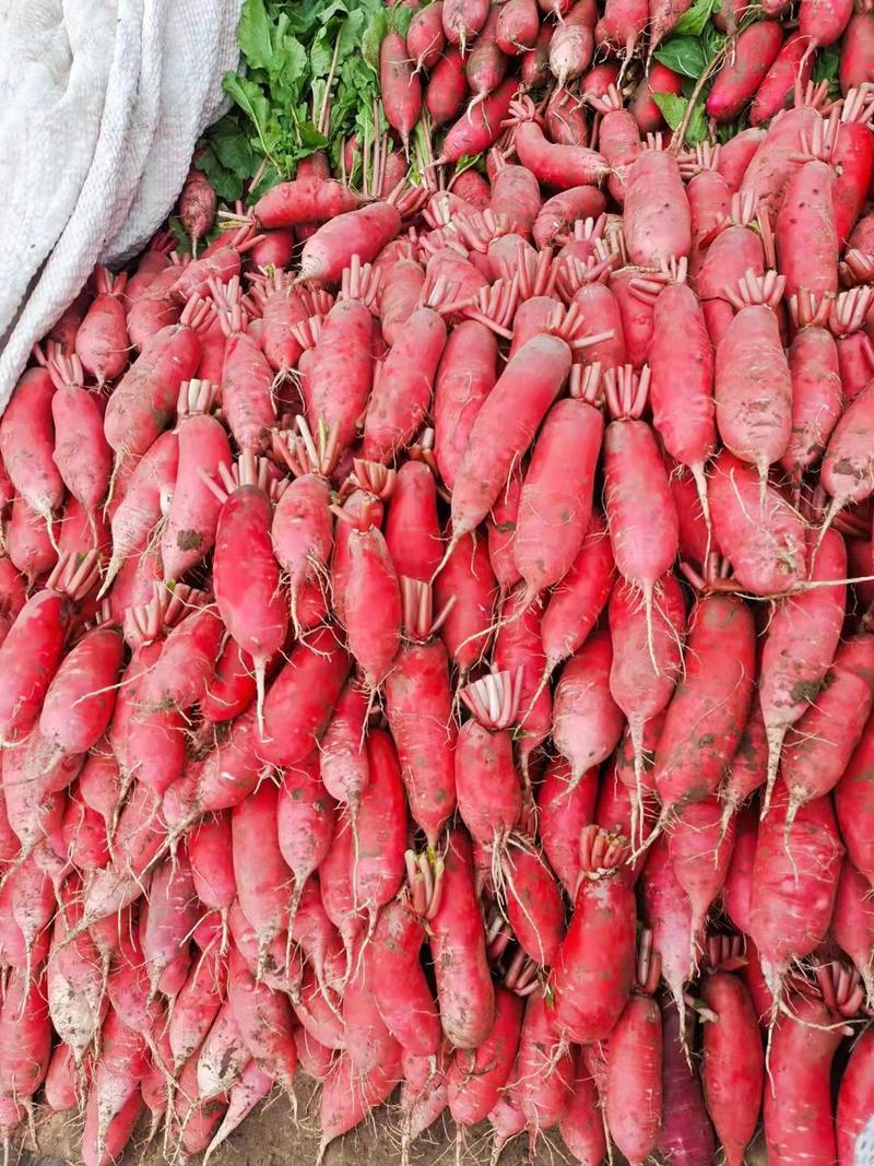 精红皮萝卜大红袍基地种植货源充足质量保证价格详谈
