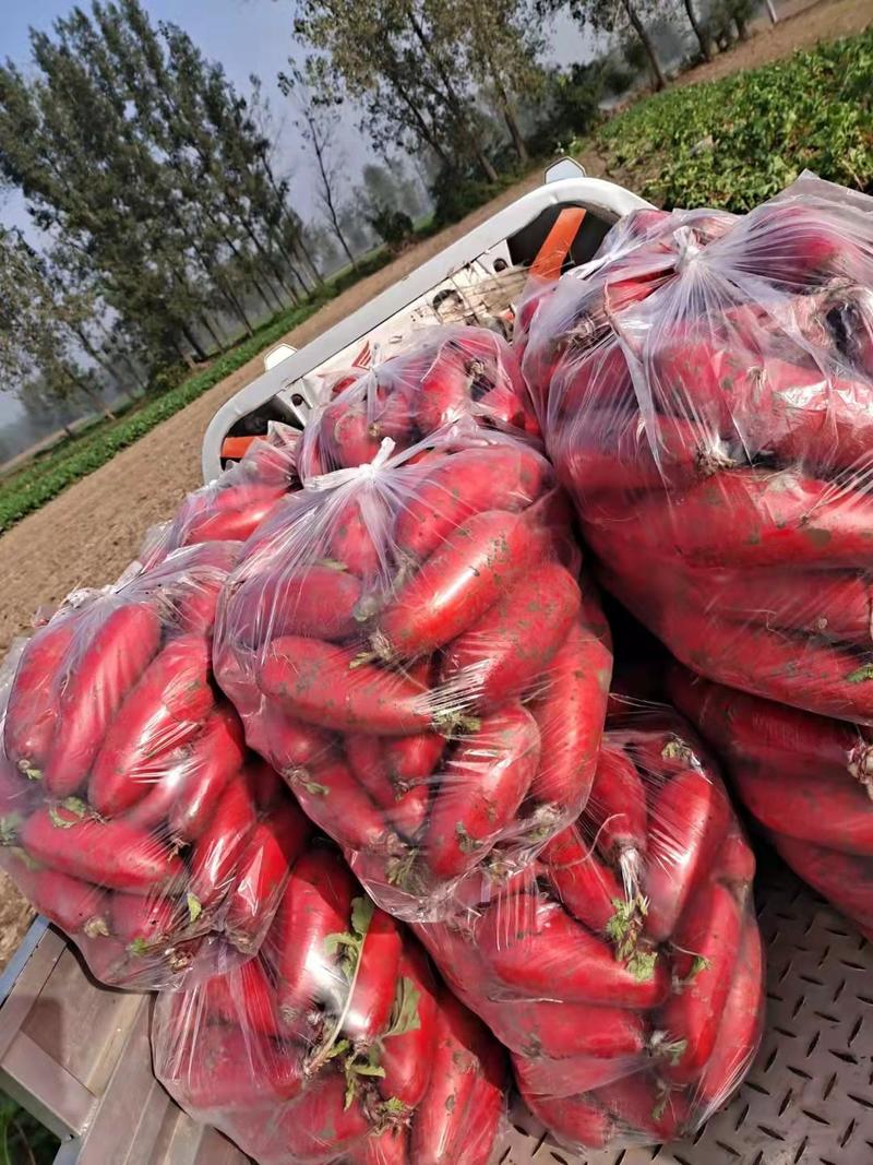 精红皮萝卜大红袍基地种植货源充足质量保证价格详谈