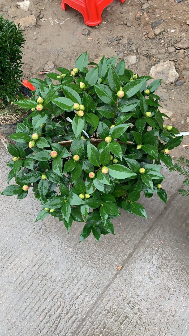 香妃茶花质量保证一件起发