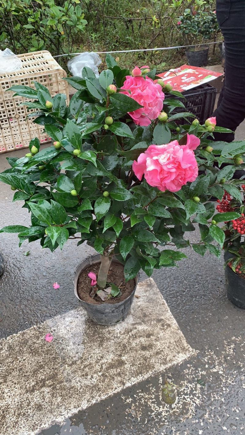 香妃茶花质量保证一件起发
