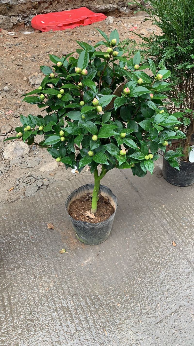 香妃茶花质量保证一件起发