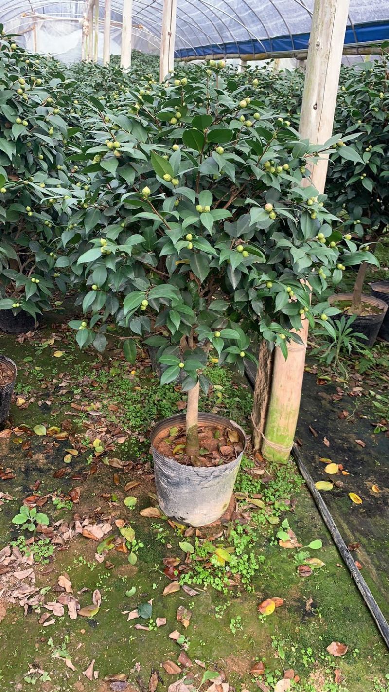 香妃茶花质量保证一件起发