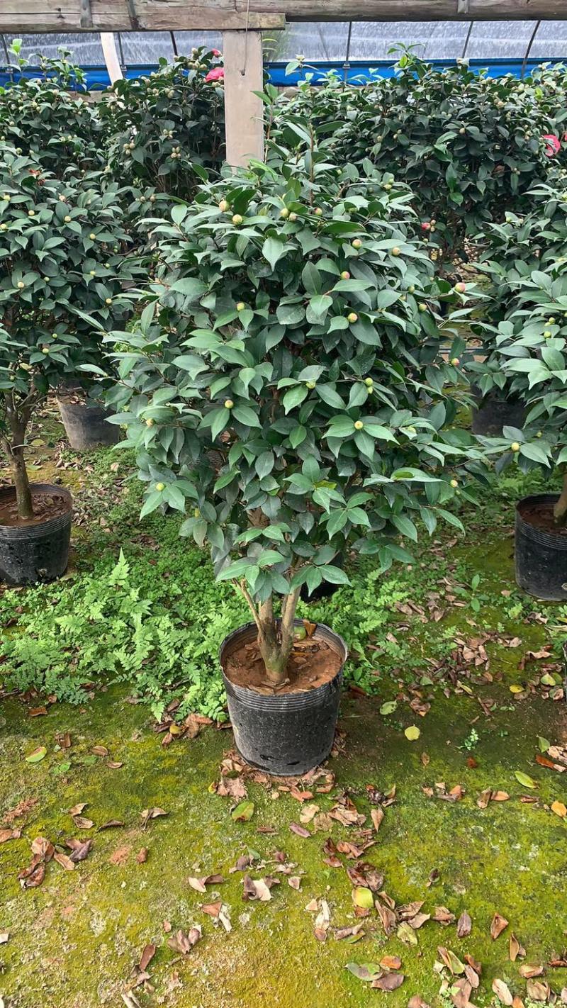 香妃茶花质量保证一件起发