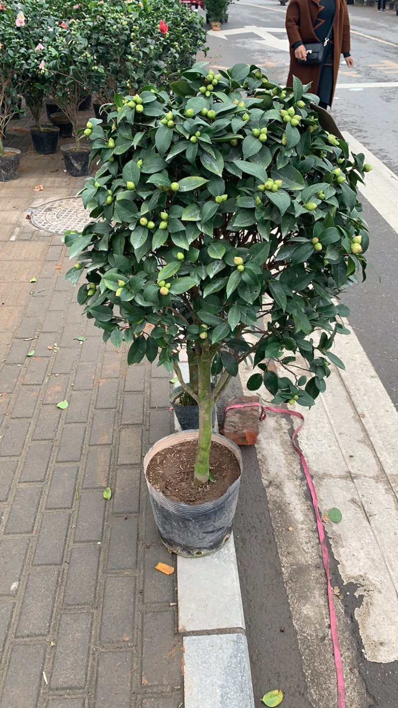 香妃茶花质量保证一件起发
