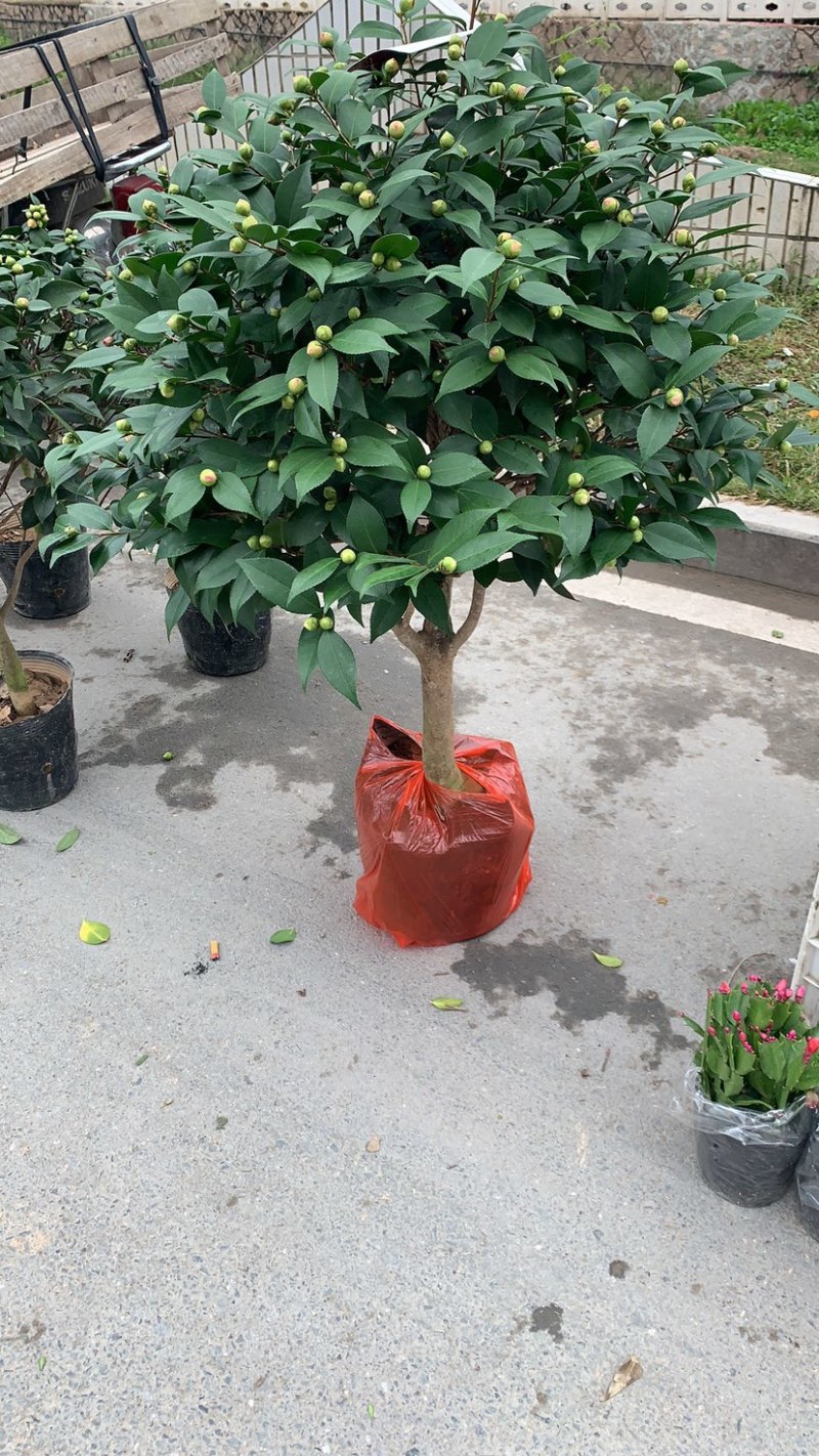 香妃茶花质量保证一件起发