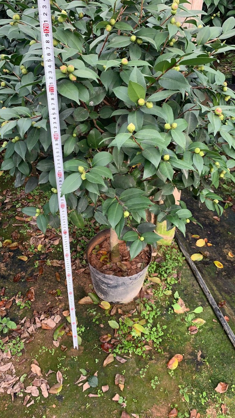 香妃茶花质量保证一件起发