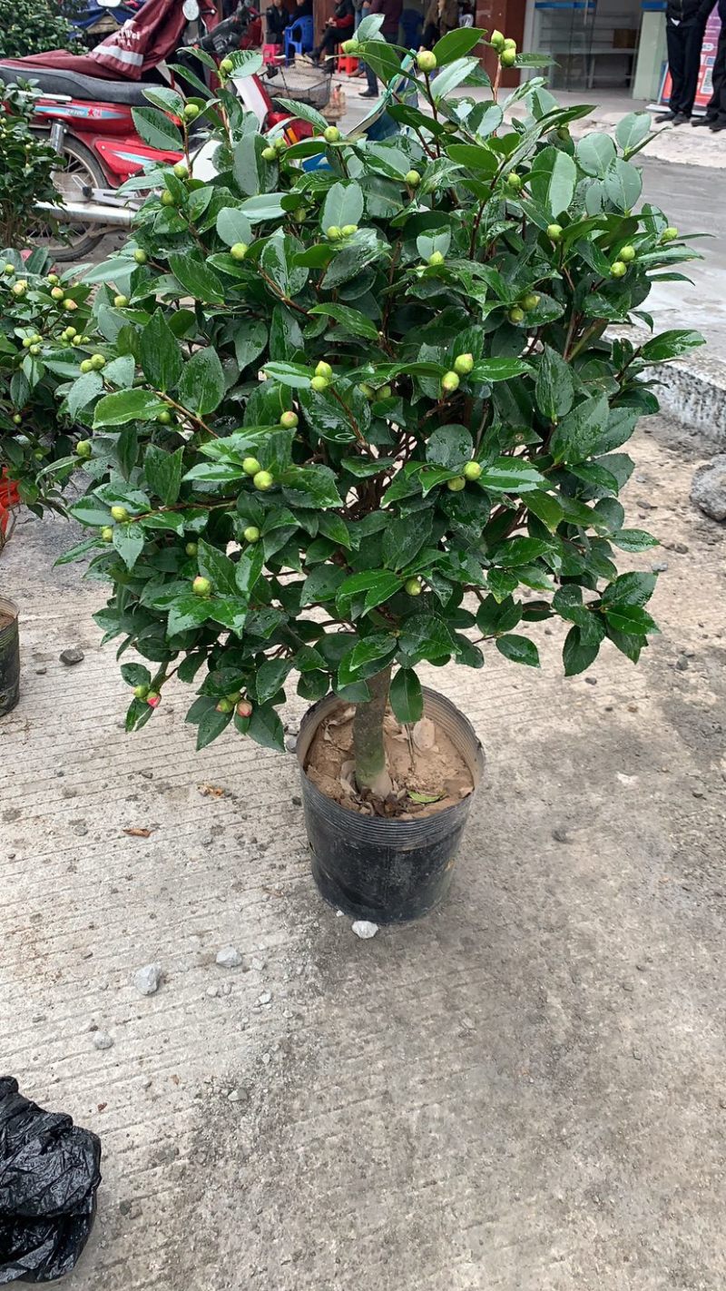 香妃茶花质量保证一件起发