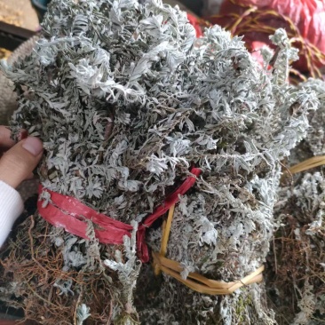 干货，鹿茸草干货，干货，新货！抓紧时间！