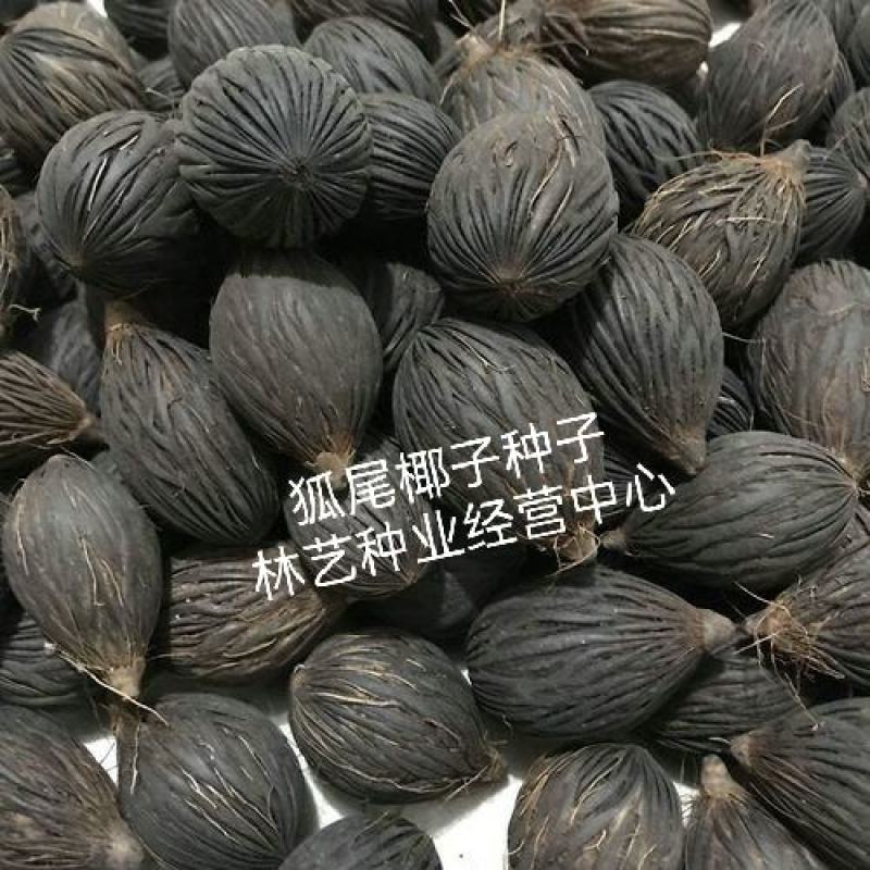 狐尾椰子种子千丝菩提原籽千丝果狐狸椰子二枝棕狐尾棕种子
