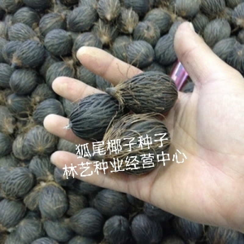 狐尾椰子种子千丝菩提原籽千丝果狐狸椰子二枝棕狐尾棕种子