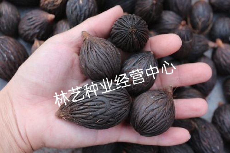 狐尾椰子种子千丝菩提原籽千丝果狐狸椰子二枝棕狐尾棕种子