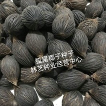 狐尾椰子种子千丝菩提原籽千丝果狐狸椰子二枝棕狐尾棕种子