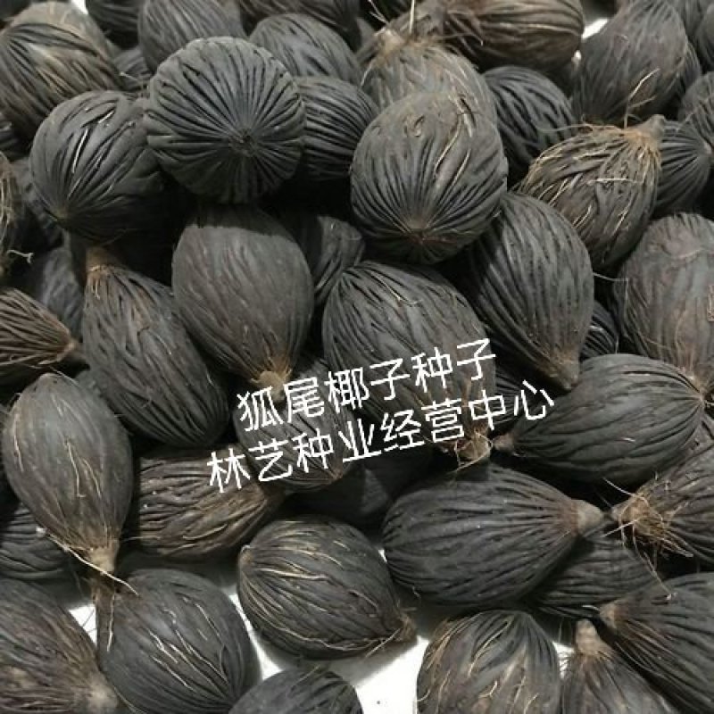 狐尾椰子种子千丝菩提原籽千丝果狐狸椰子二枝棕狐尾棕种子