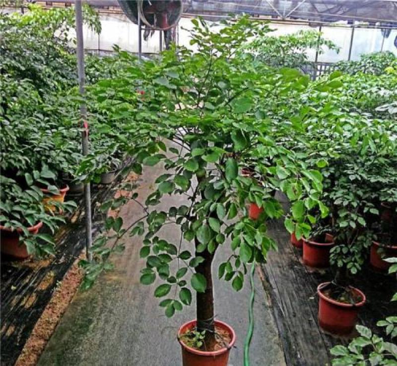 幌伞枫种子广伞枫富贵树晃伞枫种籽幸福树绿化林木种子