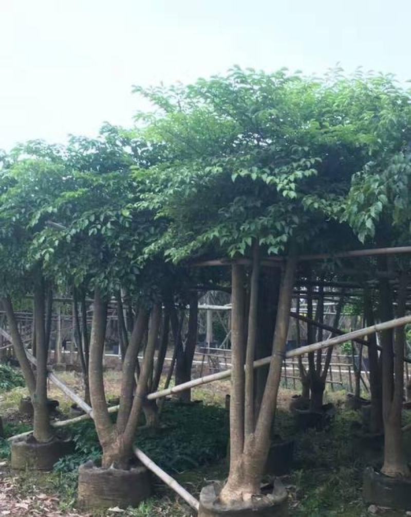 幌伞枫种子广伞枫富贵树晃伞枫种籽幸福树绿化林木种子