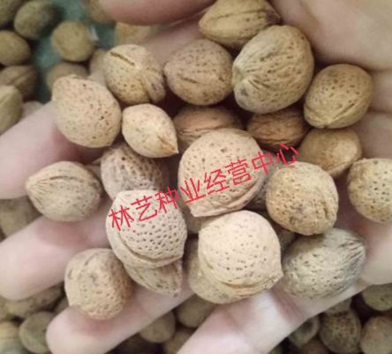 酸梅种子青梅种子乌梅种子野生青梅种子山梅种子