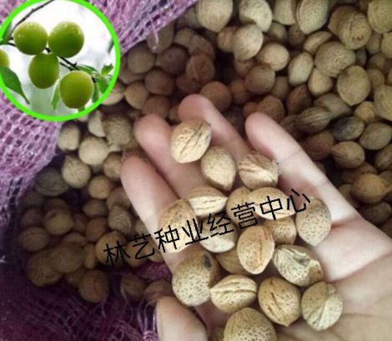 酸梅种子青梅种子乌梅种子野生青梅种子山梅种子