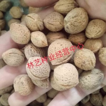 酸梅种子青梅种子乌梅种子野生青梅种子山梅种子