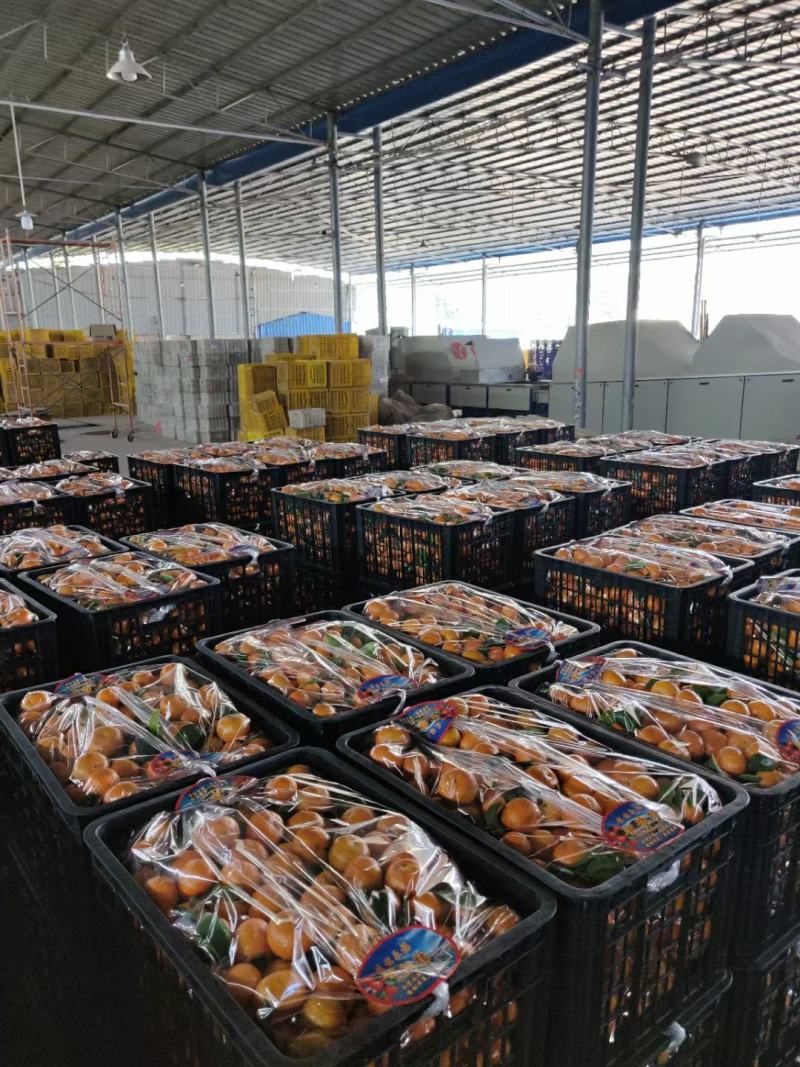 精品沙糖桔上市酸甜可口欢迎市场、电商看货合作