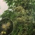 水翁花种子中药材野生水翁仔精选水雍花酒翁水榕花无杂质