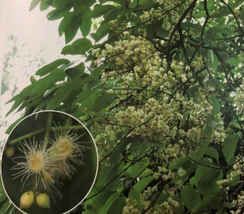 水翁花种子中药材野生水翁仔精选水雍花酒翁水榕花无杂质