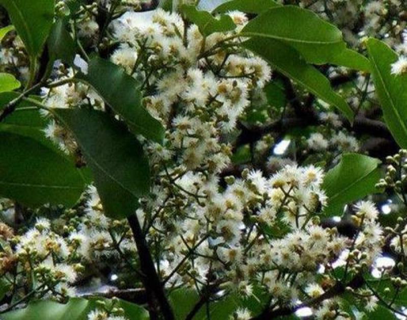 水翁花种子中药材野生水翁仔精选水雍花酒翁水榕花无杂质