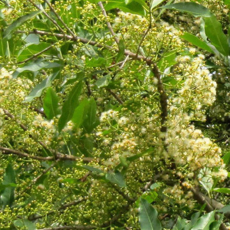水翁花种子中药材野生水翁仔精选水雍花酒翁水榕花无杂质