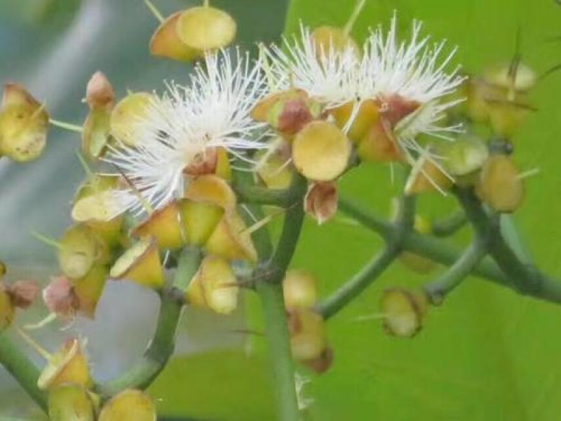 水翁花种子中药材野生水翁仔精选水雍花酒翁水榕花无杂质