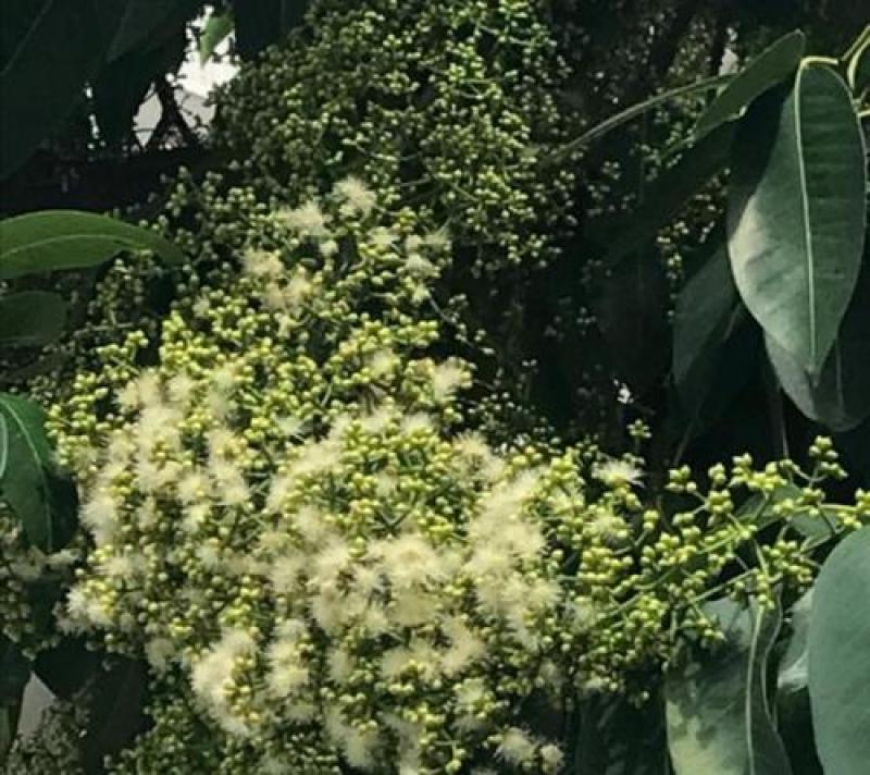 水翁花种子中药材野生水翁仔精选水雍花酒翁水榕花无杂质