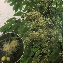 水翁花种子中药材野生水翁仔精选水雍花酒翁水榕花无杂质