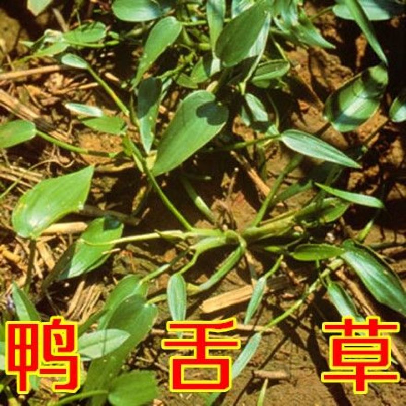 新采鸭舌草种子药材干草鸭舌草种子中草药材种苗种子