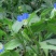 新采鸭舌草种子药材干草鸭舌草种子中草药材种苗种子