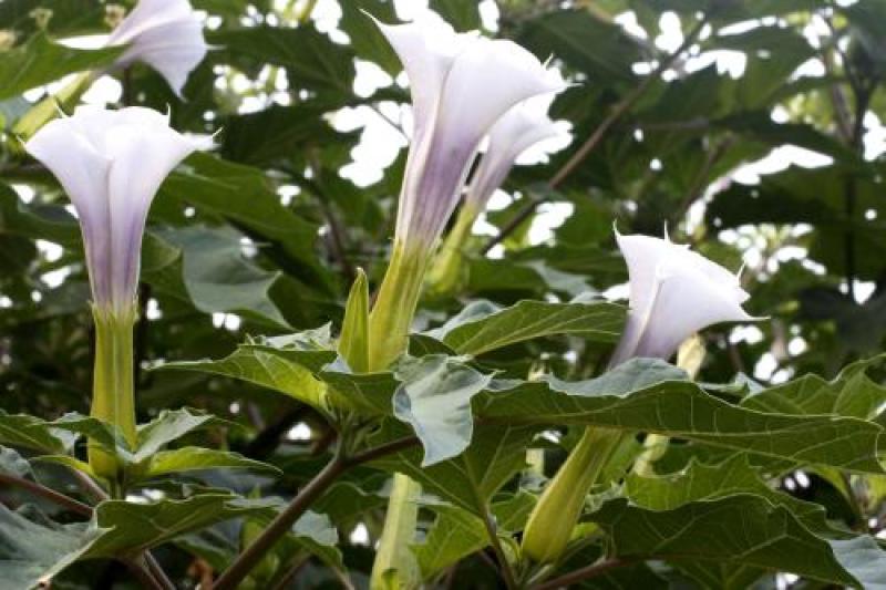 曼陀罗种子新采中草药种子药材种子新采种子药材种子曼陀罗种