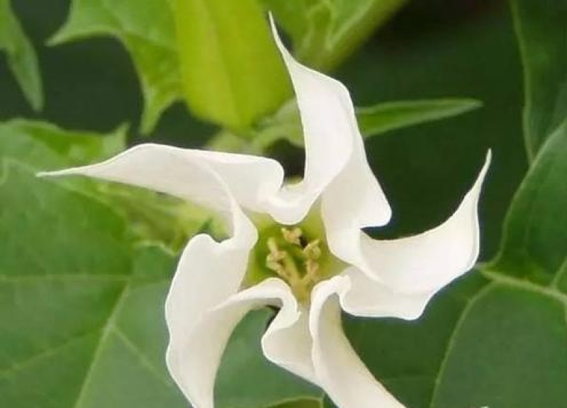 曼陀罗种子新采中草药种子药材种子新采种子药材种子曼陀罗种