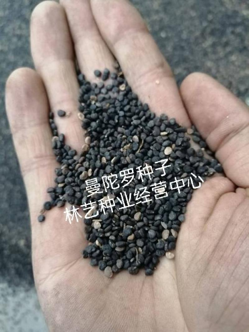 曼陀罗种子新采中草药种子药材种子新采种子药材种子曼陀罗种