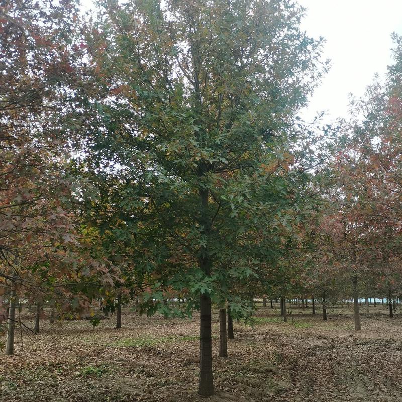 娜塔栎，沼生栎，美国红山橡，娜塔栎沼生栎