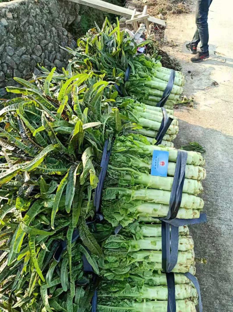 福建三明市永安市小陶红叶莴苣上市欢迎采购
