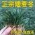 金边麦冬草会开花阔叶麦冬草庭院耐寒绿植别墅绿化地被花草工