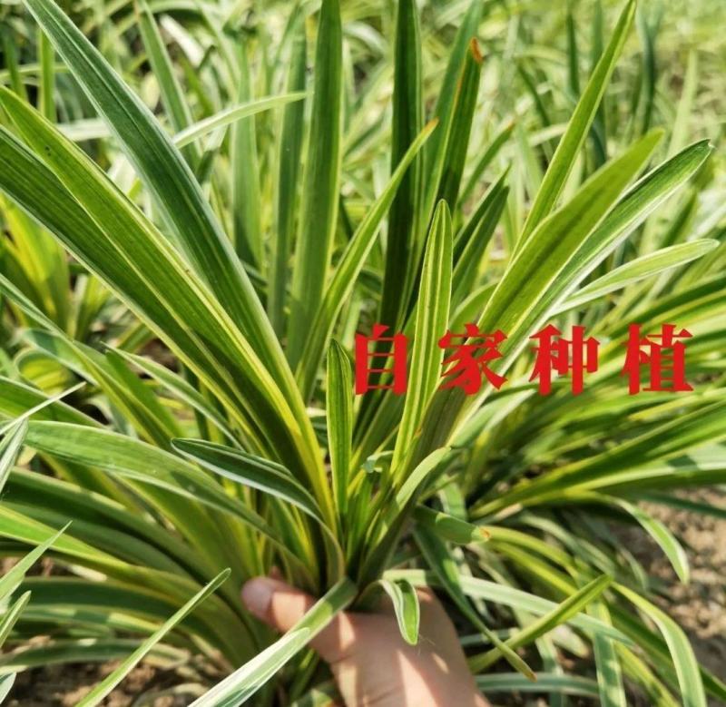 金边麦冬草会开花阔叶麦冬草庭院耐寒绿植别墅绿化地被花草工