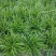 金边麦冬草会开花阔叶麦冬草庭院耐寒绿植别墅绿化地被花草工