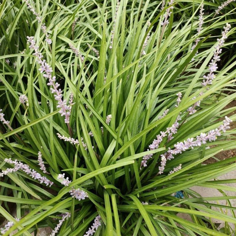 金边麦冬草会开花阔叶麦冬草庭院耐寒绿植别墅绿化地被花草工