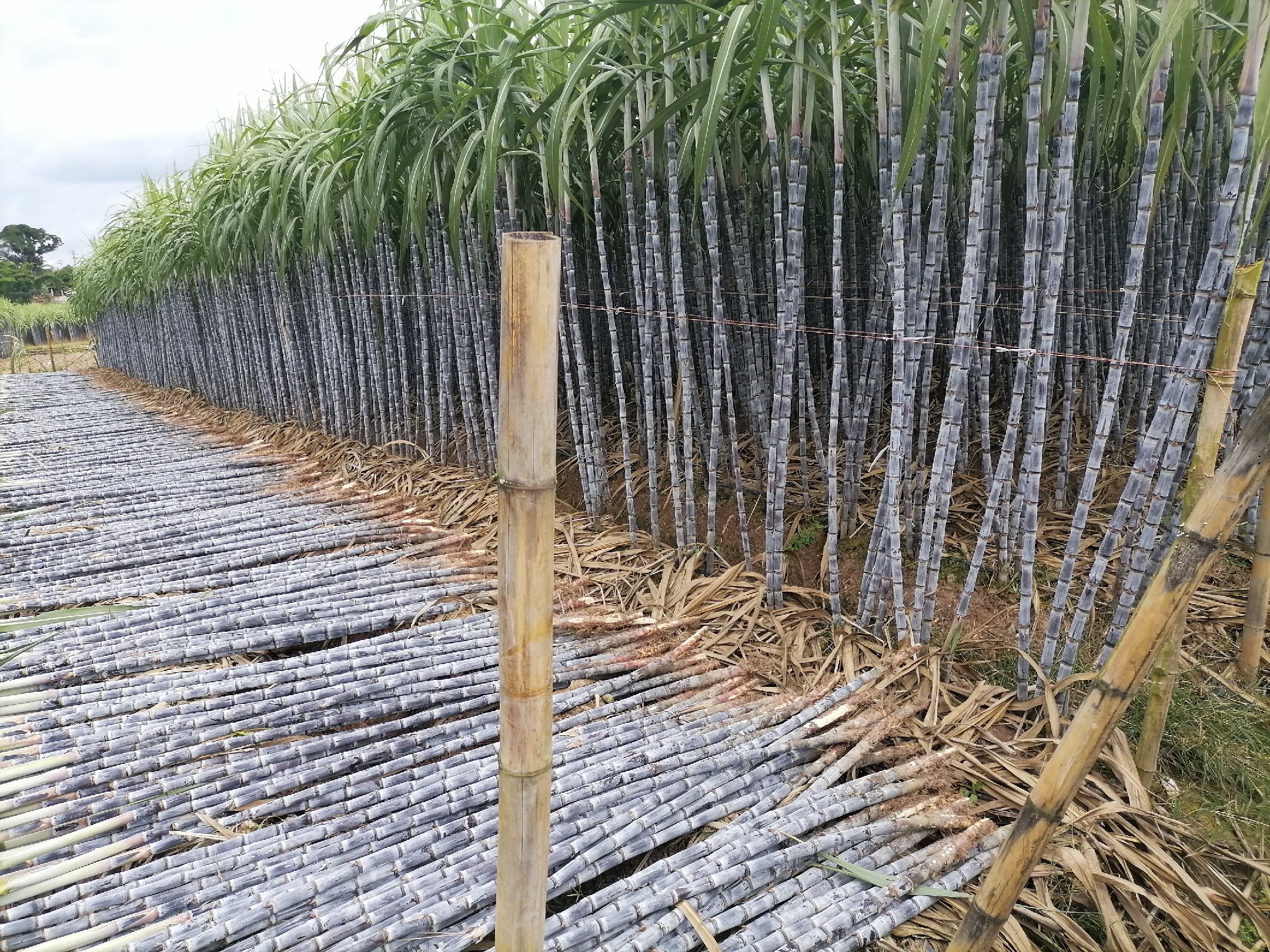 甘蔗田中农民正在收割成熟的紫皮甘蔗，阳光洒在成片的绿色甘蔗林上，远处有堆叠整齐的 harvested 甘蔗捆，近处可见甘蔗切口渗出晶莹糖汁